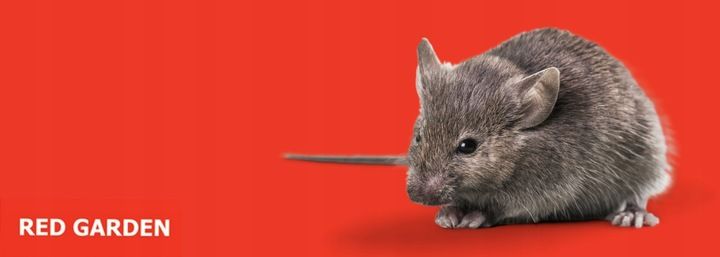 MYSZOŁAPKA ŻYWOŁAPKA PUŁAPKA ŁAPKA NA MYSZY I SZCZURY CHWYTACZ zdjęcie 2