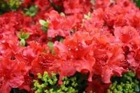 AZALIA ciemno czerwona - sadzonki 60  / 80 cm