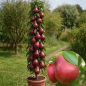 GRUSZA KOLUMNOWA DECORA – OBFITE PLONY I PIĘKNA OZDOBA OGRODU