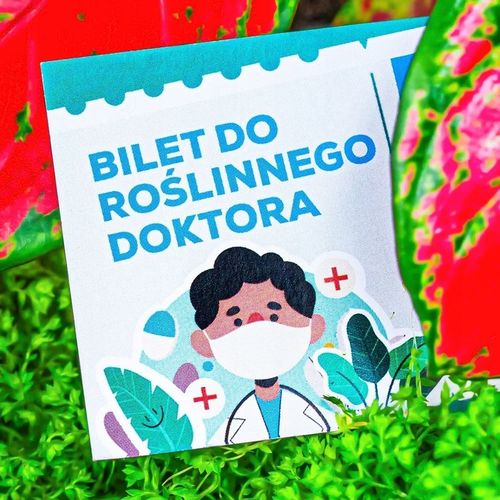 Monstera Dziurawa Adansonii JAK SZWAJCARSKI SER Monster Duże Liście na Arena.pl