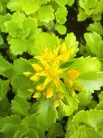 Rozchodnik kaukaski na skalniak