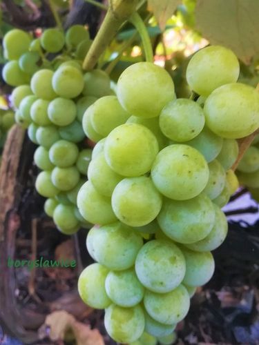 Winorośl 'Noah' (Vitis) w P11, wysokość 70-100 cm na Arena.pl