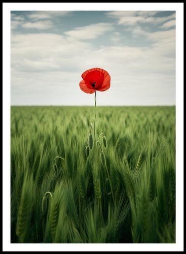 Plakat 64x90cm Samotny Mak na Polu na Arena.pl