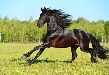 RESPIVAL ochrona dróg oddechowych drób trzoda wysokie stężenie amoniaku 1l na Arena.pl