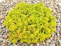 Macierzanka cytrynowa BERTRAM ANDERSON Żółta Fioletowe kwiaty Sadzonki P9