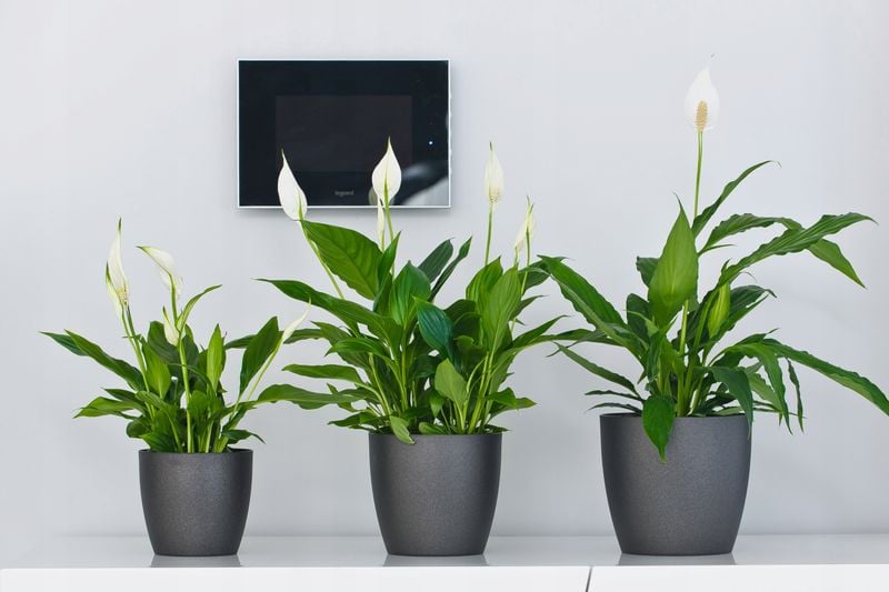 DONICZKA OSŁONKA Z PODSTAWKĄ DONICA KOLORY 14cm zdjęcie 10