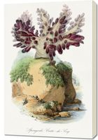 Obraz 60x90cm Koral Gąbczasty, Gervais Vintage do Salonu