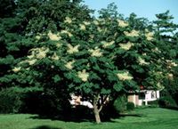 ARALIA JAPOŃSKA Aralia elata NASIONA 1000 sztuk - 10g.