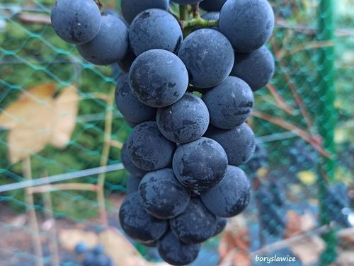 Winorośl 'Fredonia' (Vitis) w doniczkach P11, wysokość 80-100 cm na Arena.pl