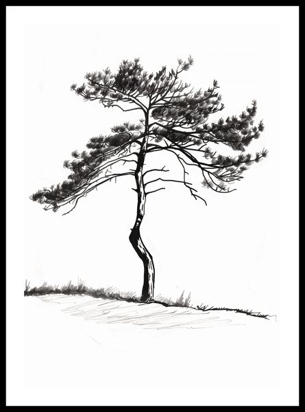 Plakat 42x59,4cm Samotna Sosna zdjęcie 3