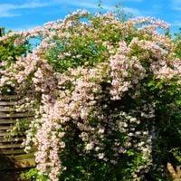 Kolkwicja chińska 'Pink Cloud' Różowe Kwiaty (Kolkwitzia amabilis) 2.0L
