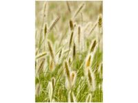 40X60CM ŁĄKOWO NINA MATTHEWS OBRAZ