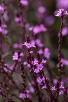 Werbena patagońska Bampton - Verbena officinalis