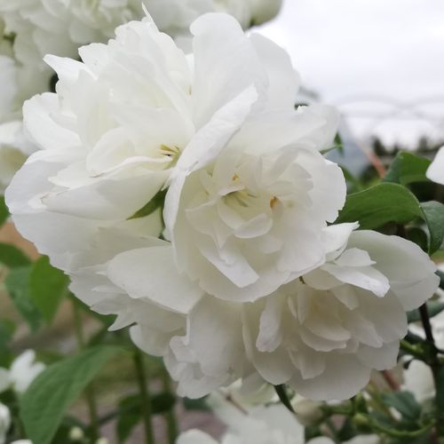 Jaśminowiec 'Virginal' (Philadelphus) w doniczkach C2, wysokość 70-100 cm na Arena.pl