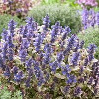 DĄBRÓWKA ROZŁOGOWA PRINCESS NADIA SADZONKI