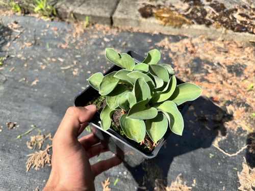 Funkia Hosta 'Blue Mouse Ears' W DONICZCE 2L, NIEBIESKIE LIŚCIE Miniaturka na Arena.pl