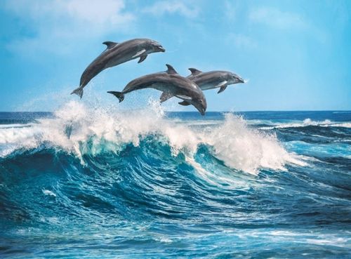PUZZLE 500 DELFINY HIGHT QUALITY CLEMENTONI na Arena.pl