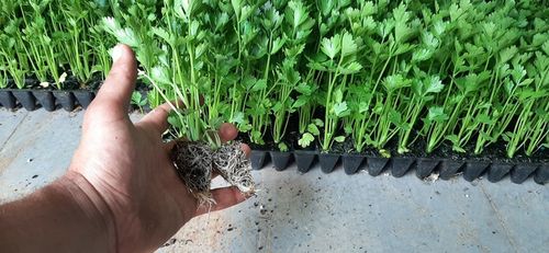 STYMULATOR DO WARZYW GUMISIL TRICHODERMA ROZSADY! EKO NAWÓZ BIOLOGICZNY TOP na Arena.pl