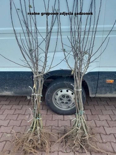 JABŁOŃ KATJA znakomita na soki łatwa w uprawie - sadzonki 110 / 140 cm na Arena.pl