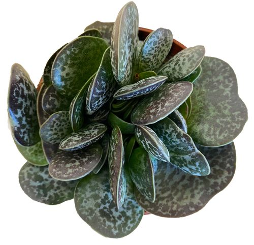 Adromischus Maculatus 15 cm na Arena.pl