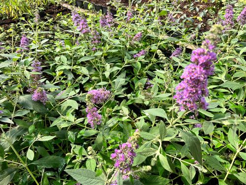 Budleja Dawida 'Lavender Cupcake' (Buddleja davidii) Doniczka 2.0L na Arena.pl
