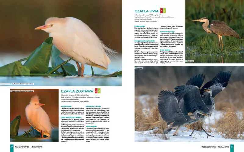 Ptaki Polski zdjęcie 3