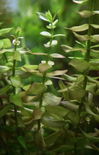 Zestaw roślin łatwych w uprawie 3 plany + GRATIS na Arena.pl