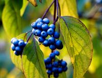 Dereń błękitny BLUE CLOUD Niebieskie koraliki