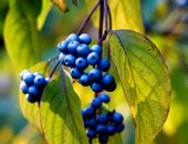 Dereń błękitny BLUE CLOUD Niebieskie koraliki