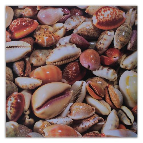 OBRAZ NA PŁÓTNIE Muszle Morze Natura na Arena.pl