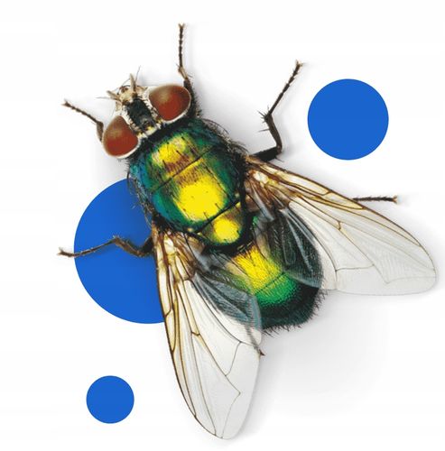 bros - lep na okno 4-pak - 10 op. na Arena.pl