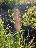 Rozplenica japońska Red Head na koniec lata