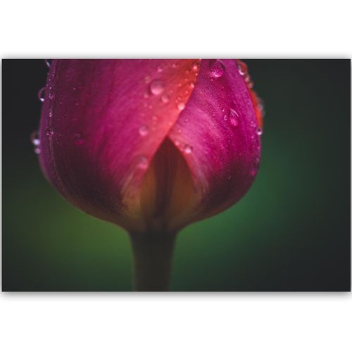 Deco Panel, Pączek i rosa 120x80 na Arena.pl