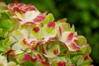 Hortensja ogrodowa Magical WINGS ZMIENIA KOLORY