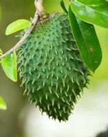 FLASZOWIEC MIĘKKOCIERNISTY Annona muricata - NASIONA 300 sztuk - 100g.