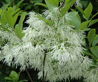 ŚNIEGOWIEC WIRGINIJSKI Chionanthus virginicus - NASIONA 40 sztuk - 10g.