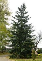 DAGLEZJA ZIELONA Pseudotsuga menziesii glauca - NASIONA 600 sztuk - 10g