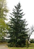 DAGLEZJA ZIELONA Pseudotsuga menziesii glauca - NASIONA 600 sztuk - 10g