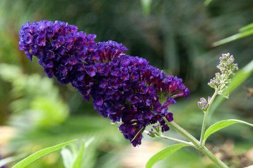 Budleja Dawida 'Black Knight' (Buddleja davidii) Doniczka 2.0L na Arena.pl