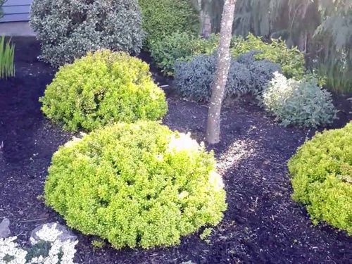 Berberys Thunberga Tiny Gold ® 3-letnia C2 na Arena.pl