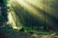 Fototapeta Las Przyroda ZIELEŃ do Sypialni 300x210