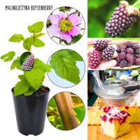 Malinojeżyna Boysenberry owoce deserowe KRZEW 40-70 cm