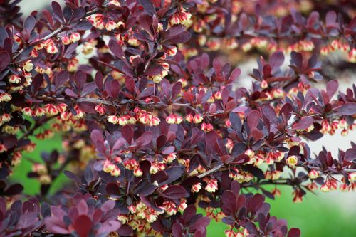 Berberys Thunberga 'Dart's Red Lady' (Berberis thunbergii) Poj. 2.0L na Arena.pl