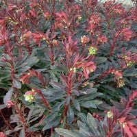 Wilczomlecz migdałolistny WALBERTON'S RUBY GLOW Purpurowy Euphorbia P11