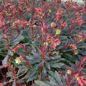Wilczomlecz migdałolistny WALBERTON'S RUBY GLOW Purpurowy Euphorbia P11