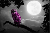 100 70CM OBRAZ PŁÓTNO FIOLETOWA SOWA PŁÓTNO RAMA