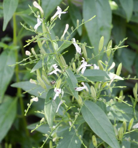BRODZIUSZKA WIECHOWATA Andrographis paniculata NASIONA 60000 sztuk - 100g. na Arena.pl