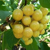 CZEREŚNIA ŻÓŁTA- BIAŁA BARDZO DUŻE OWOCE ODPORNA NA MRÓZ DUŻE ZBIORY