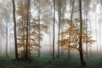 Fototapeta Las we Mgle Drzewa PEJZAŻ do Salonu 360x240