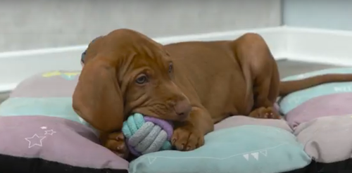 TRIXIE Junior Hantel pleciona zabawka miękki gryzak szarpak psa szczeniaka na Arena.pl